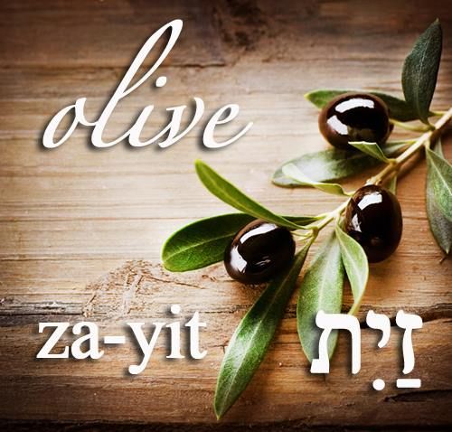 Hebrew Word of the Day (olive)